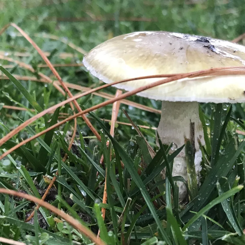 oronja verde (Amanita phalloides), rasgos para identificarlo