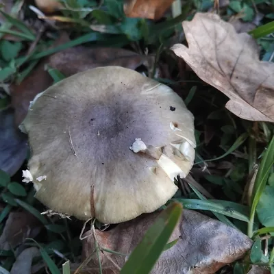 oronja verde (Amanita phalloides), foto