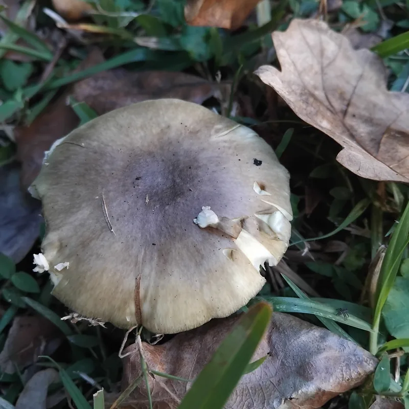 oronja verde (Amanita phalloides), foto