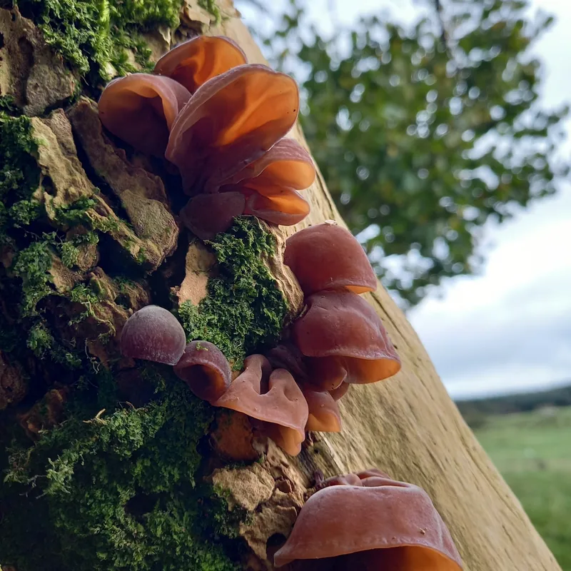 Oreja de Judas (Auricularia auricula-judae), rasgos para identificarlo