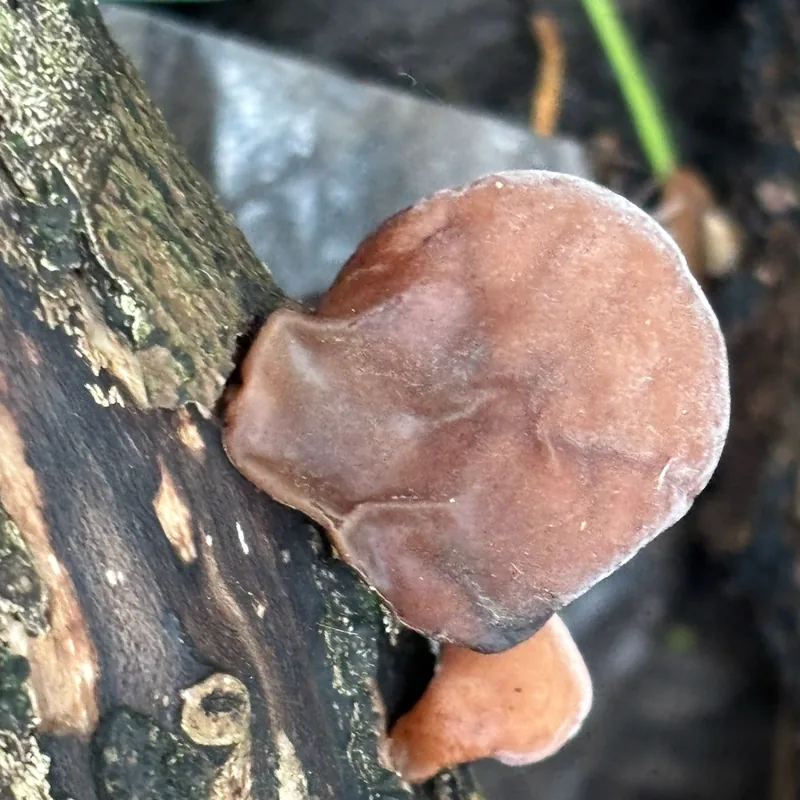 Oreja de Judas (Auricularia auricula-judae), rasgos para identificarlo