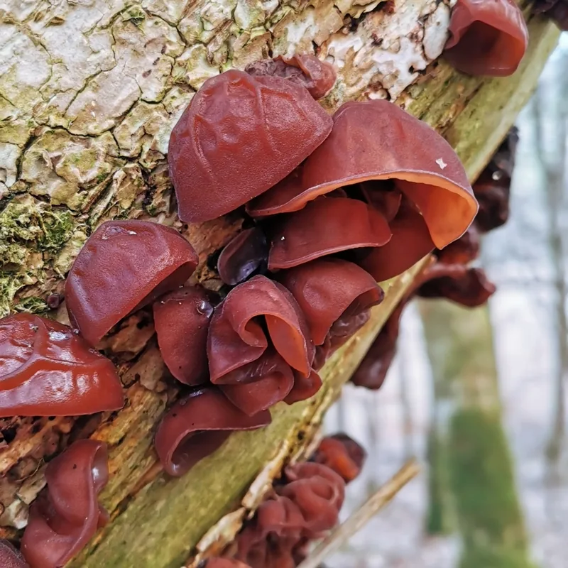 Oreja de Judas (Auricularia auricula-judae), rasgos para identificarlo