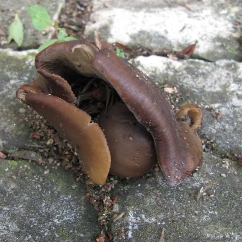Oreja de Judas (Auricularia auricula-judae), rasgos para identificarlo