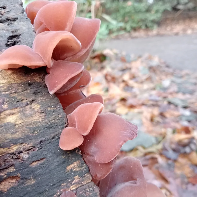 Oreja de Judas (Auricularia auricula-judae), rasgos para identificarlo