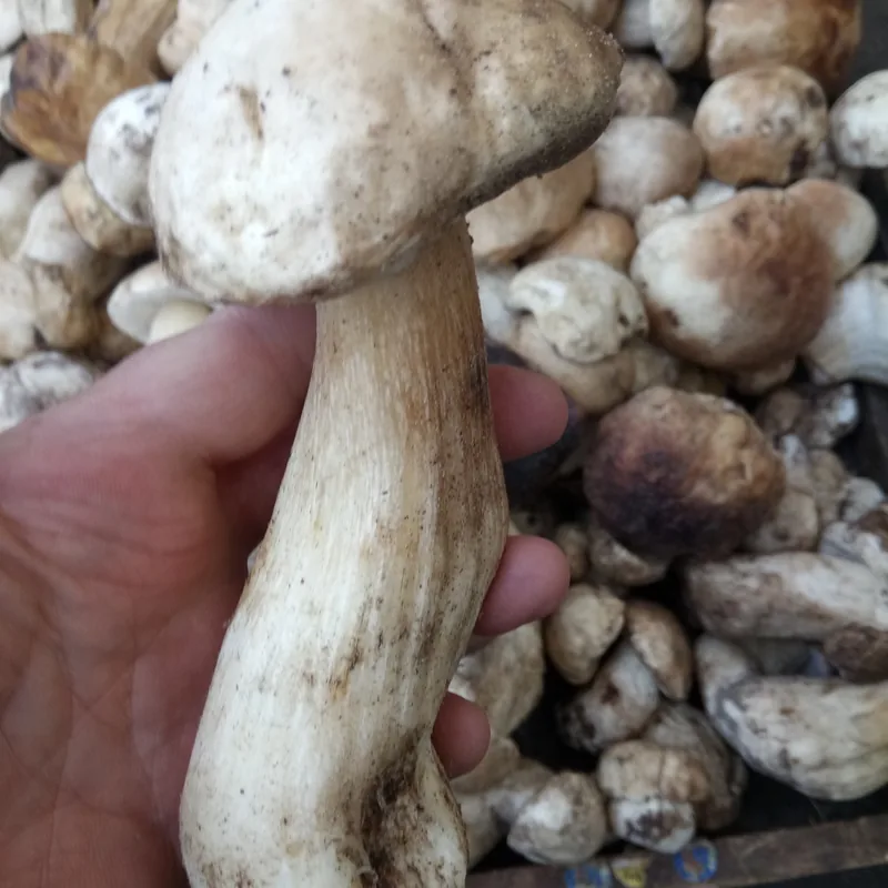 Cemita (Boletus edulis), rasgos para identificarlo