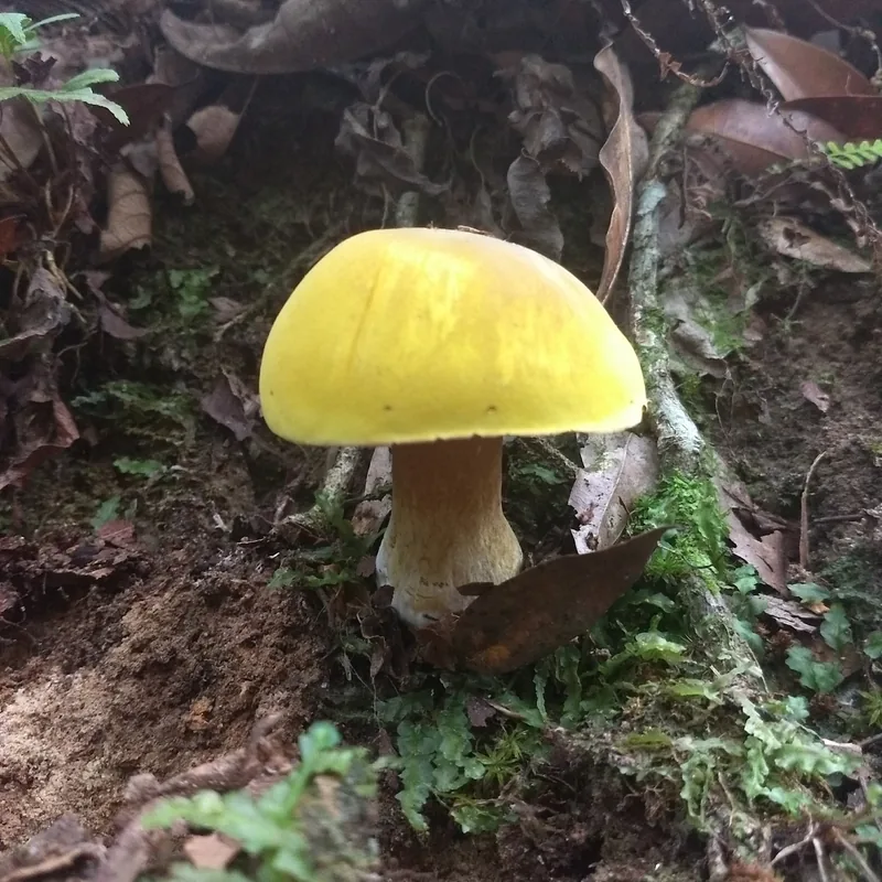 Cemita (Boletus edulis), rasgos para identificarlo