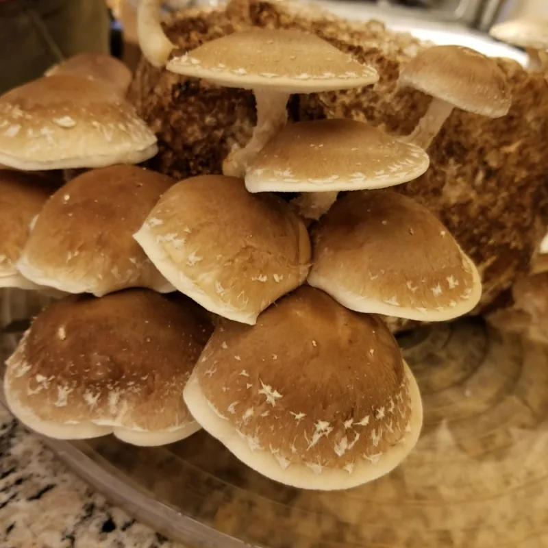 Cemita (Boletus edulis), rasgos para identificarlo