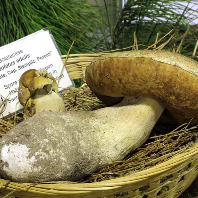 Cemita (Boletus edulis), foto