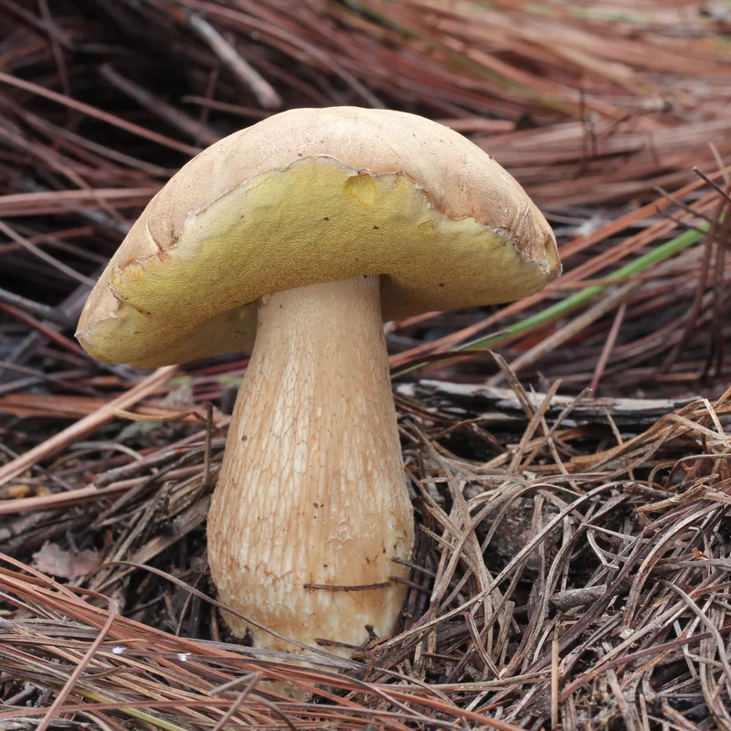 Cemita (Boletus edulis), rasgos para identificarlo