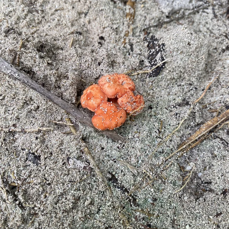Duraznillo (Cantharellus), rasgos para identificarlo