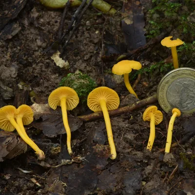 Duraznillo (Cantharellus), foto