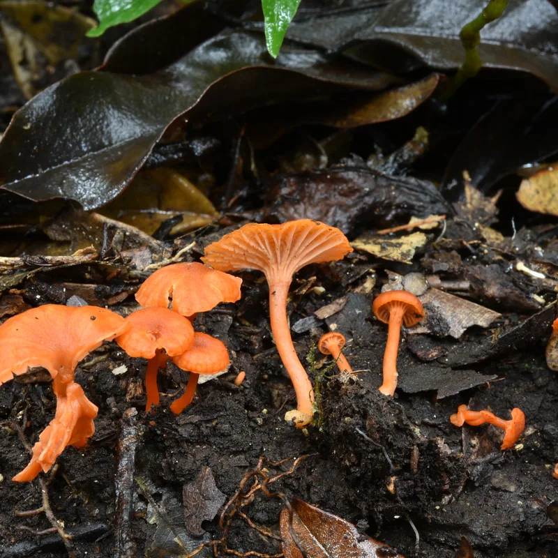 Duraznillo (Cantharellus), rasgos para identificarlo