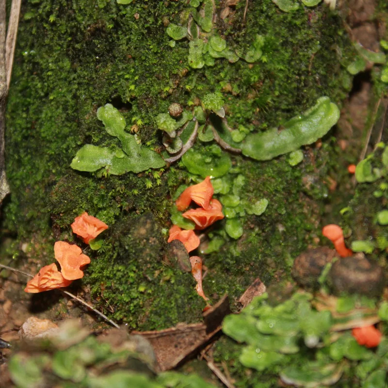 Duraznillo (Cantharellus), rasgos para identificarlo