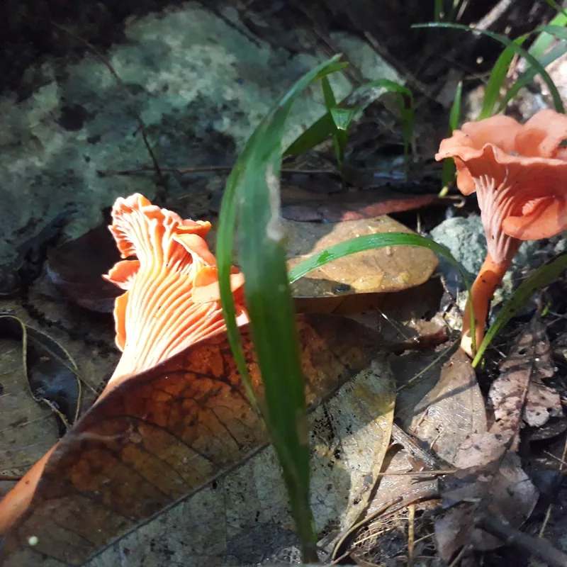 Duraznillo (Cantharellus), rasgos para identificarlo