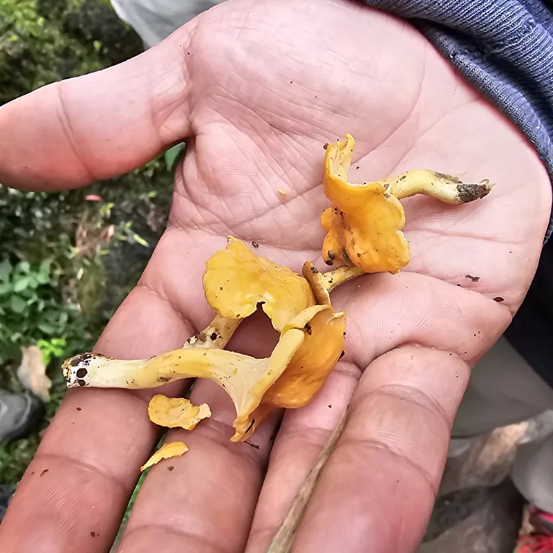 Duraznillo (Cantharellus), rasgos para identificarlo