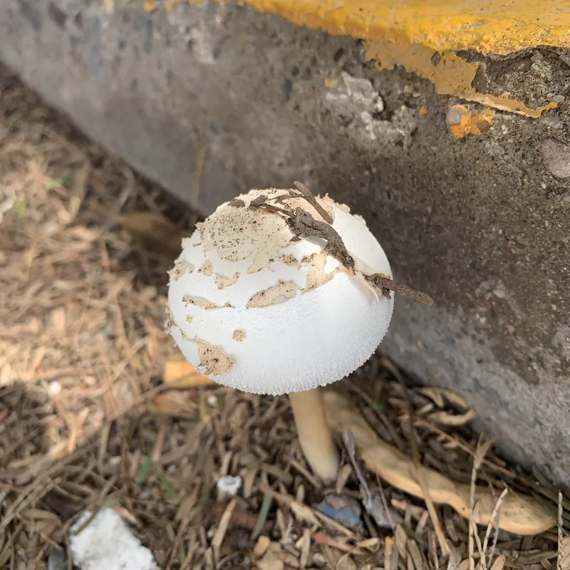 Parasol verde (Chlorophyllum molybdites), rasgos para identificarlo