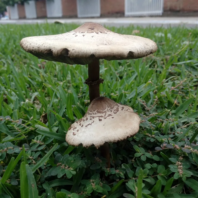 Parasol verde (Chlorophyllum molybdites), rasgos para identificarlo