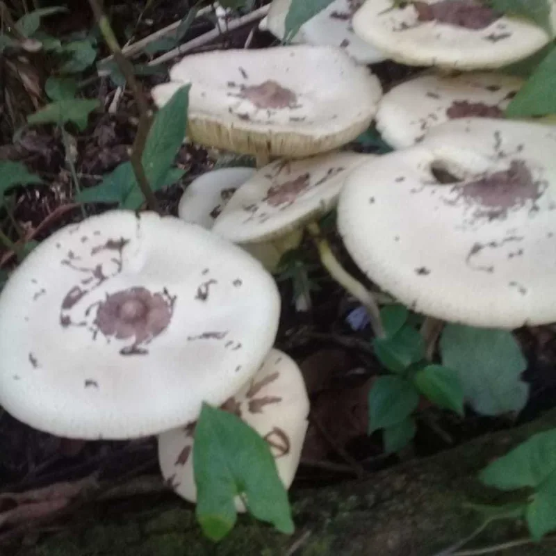 Parasol verde (Chlorophyllum molybdites), rasgos para identificarlo