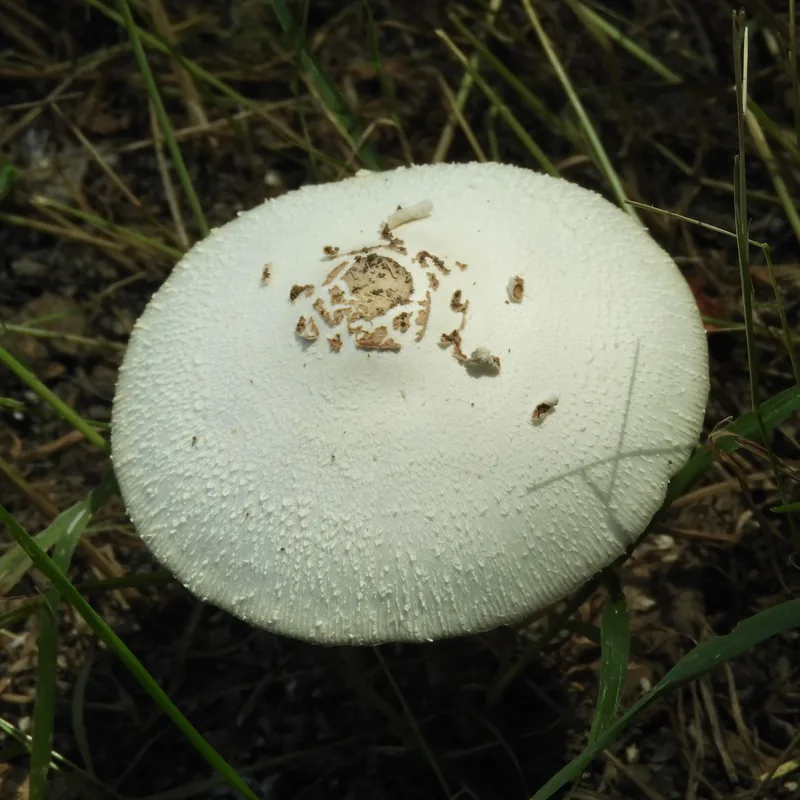 Parasol verde (Chlorophyllum molybdites), rasgos para identificarlo