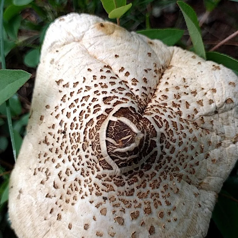 Parasol verde (Chlorophyllum molybdites), rasgos para identificarlo