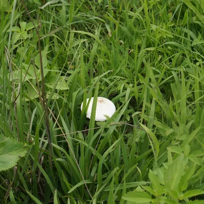 Parasol verde (Chlorophyllum molybdites), foto