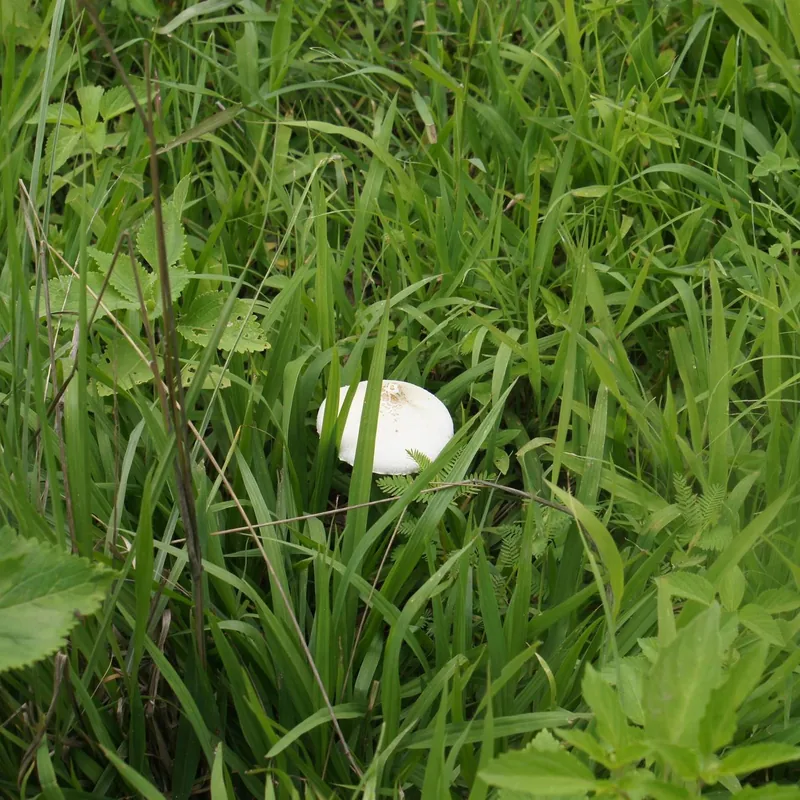 Parasol verde (Chlorophyllum molybdites), foto