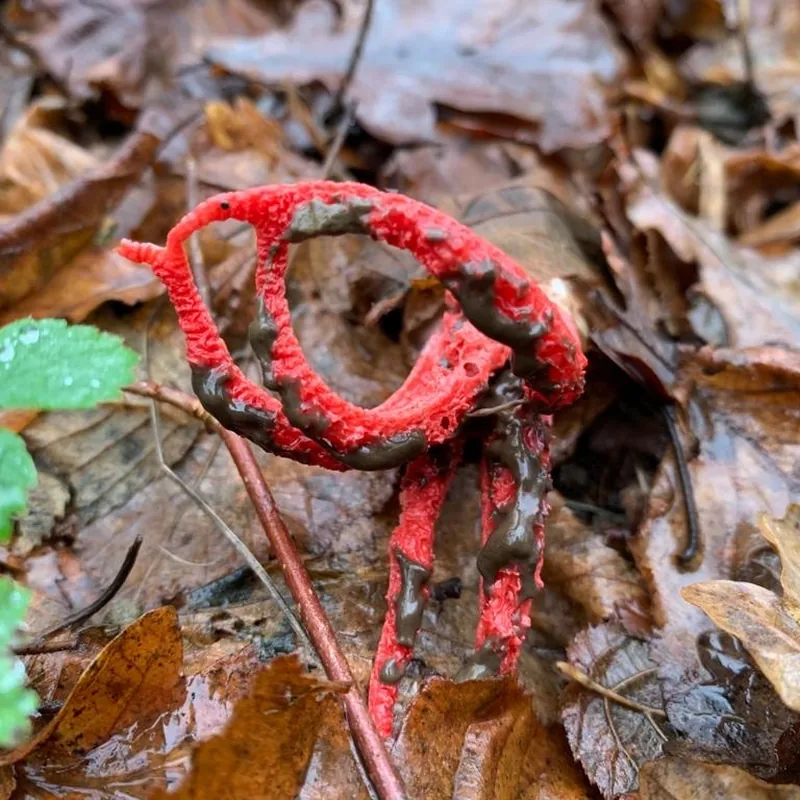 dedos del diablo (Clathrus archeri), rasgos para identificarlo