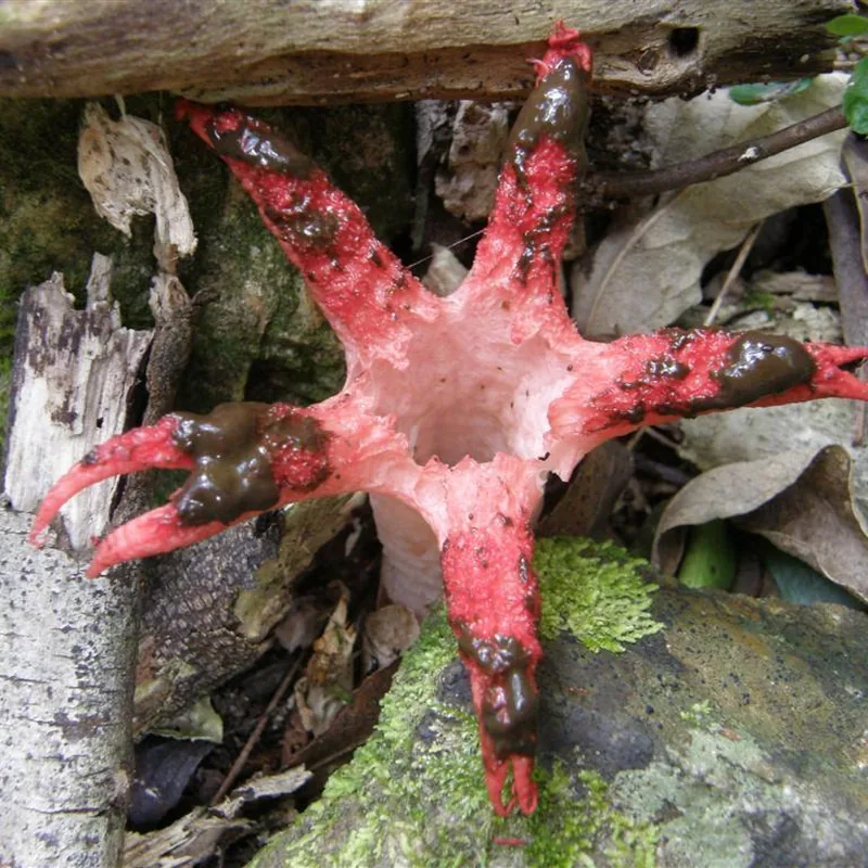 dedos del diablo (Clathrus archeri), rasgos para identificarlo