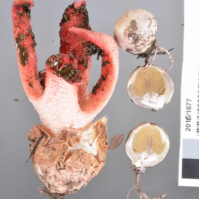 dedos del diablo (Clathrus archeri), foto