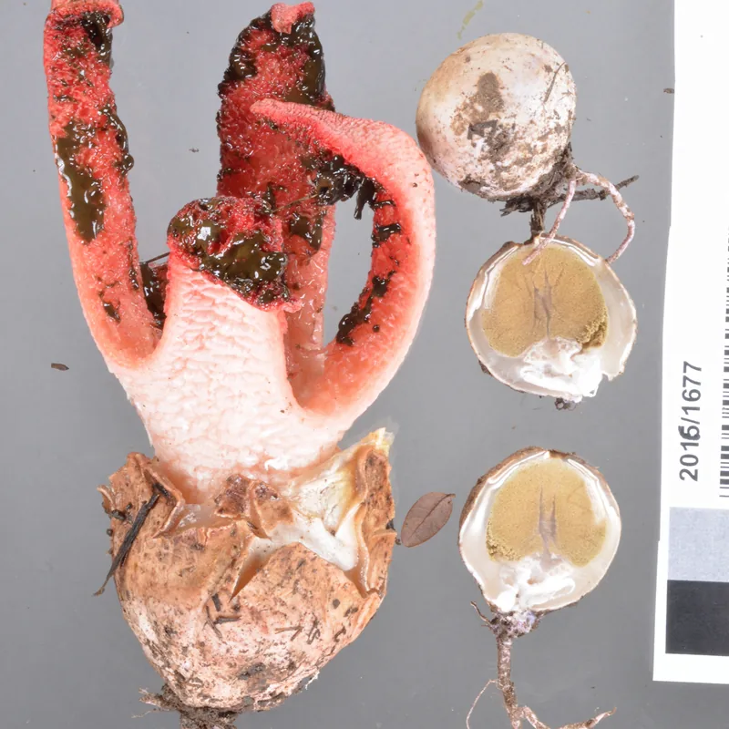 dedos del diablo (Clathrus archeri), foto