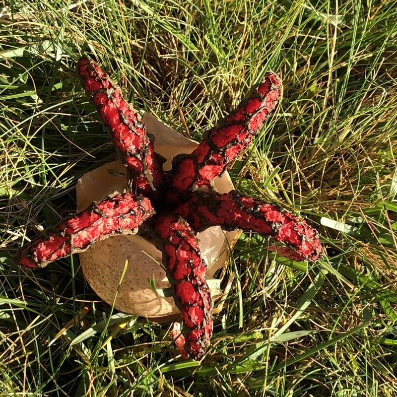 dedos del diablo (Clathrus archeri), rasgos para identificarlo