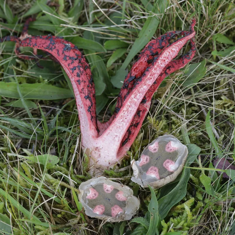 dedos del diablo (Clathrus archeri), rasgos para identificarlo