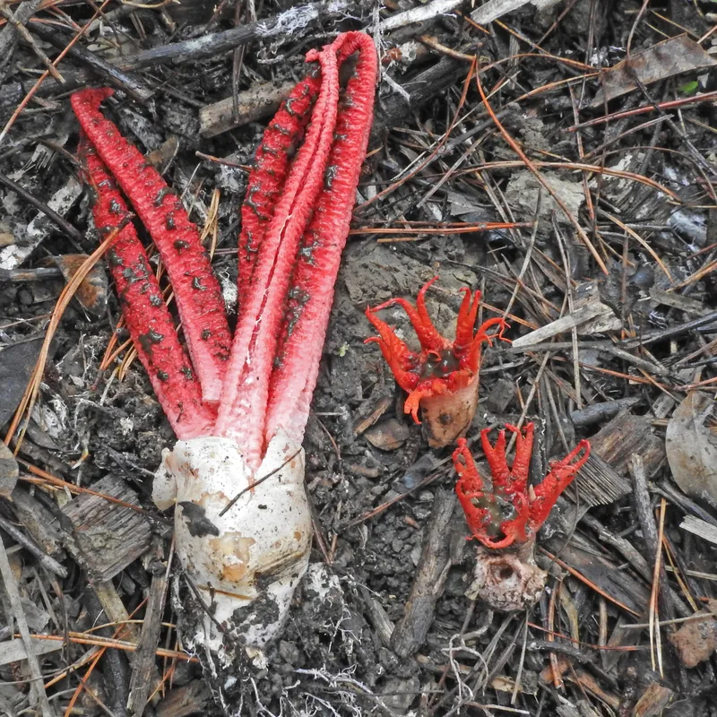 dedos del diablo (Clathrus archeri), rasgos para identificarlo