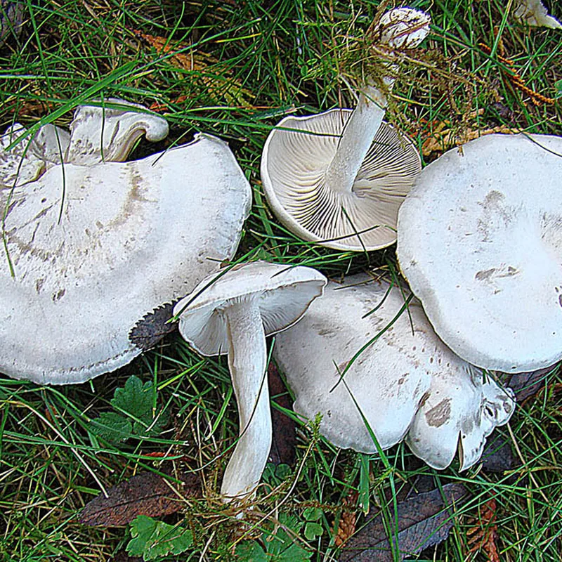 Clitocybe dealbata (Clitocybe dealbata), foto