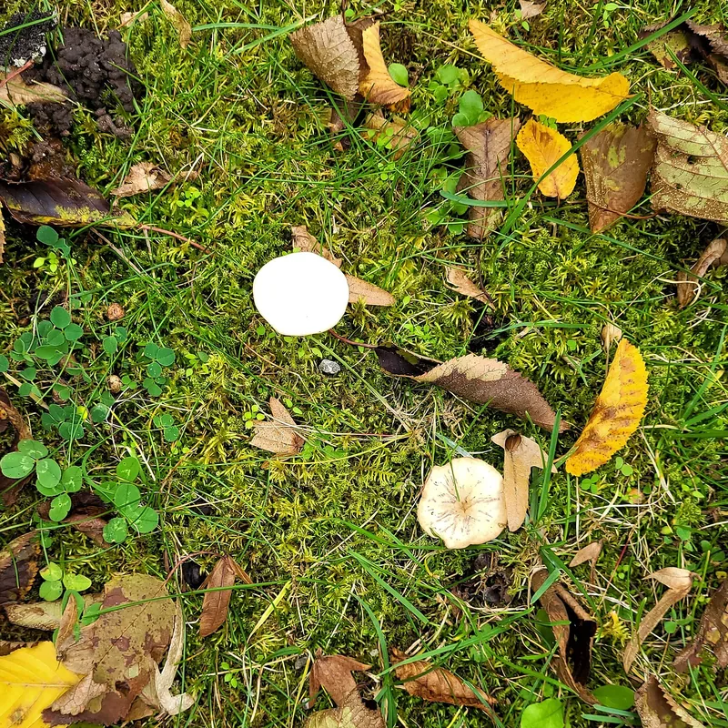 Clitocybe dealbata (Clitocybe dealbata), rasgos para identificarlo