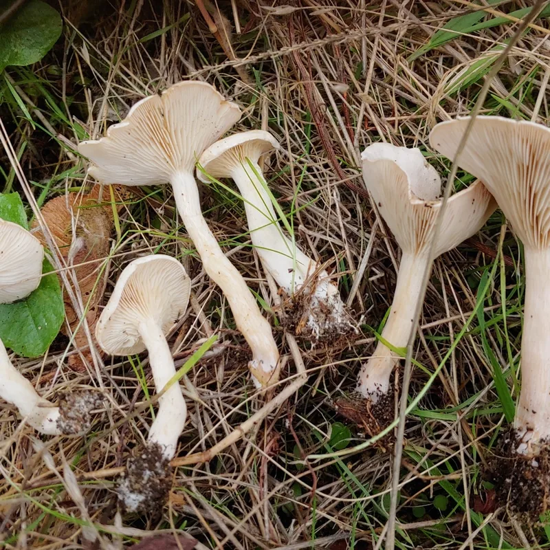 Clitocybe dealbata (Clitocybe dealbata), rasgos para identificarlo
