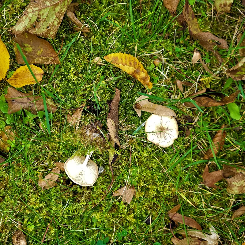 Clitocybe dealbata (Clitocybe dealbata), rasgos para identificarlo