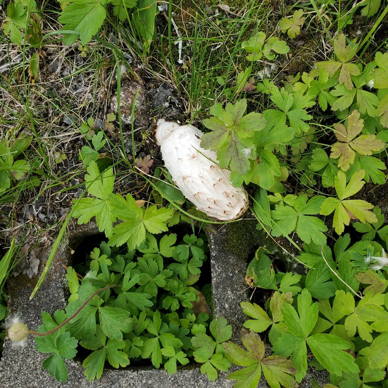 matacandil (Coprinus comatus), rasgos para identificarlo