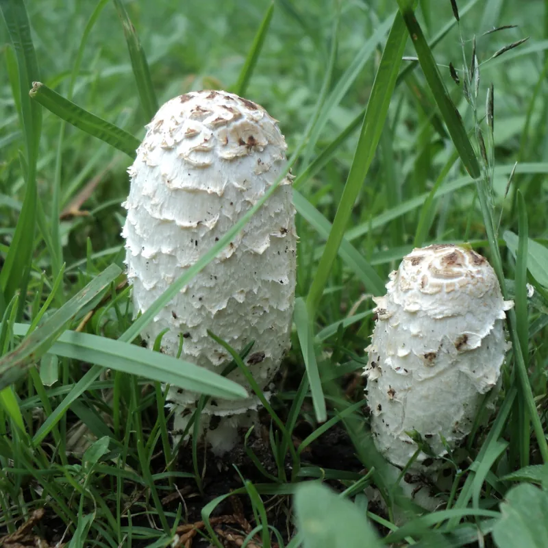 matacandil (Coprinus comatus), rasgos para identificarlo
