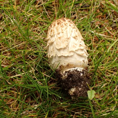 matacandil (Coprinus comatus), foto