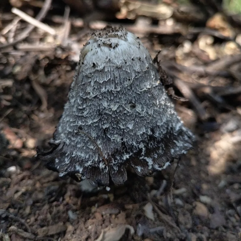 matacandil (Coprinus comatus), rasgos para identificarlo