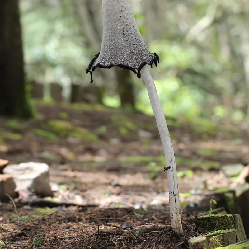 matacandil (Coprinus comatus), rasgos para identificarlo