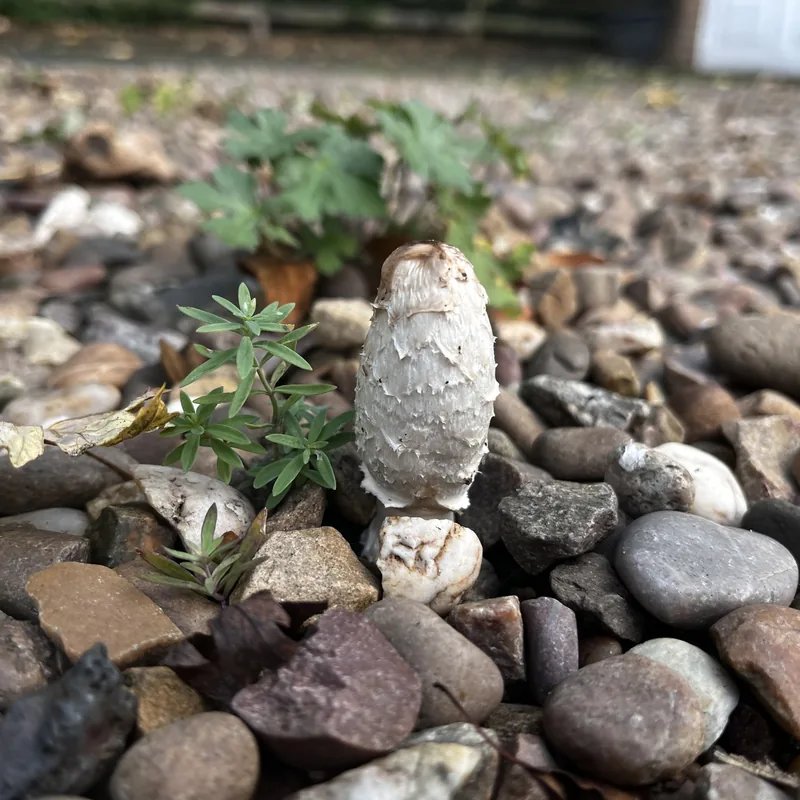 matacandil (Coprinus comatus), rasgos para identificarlo