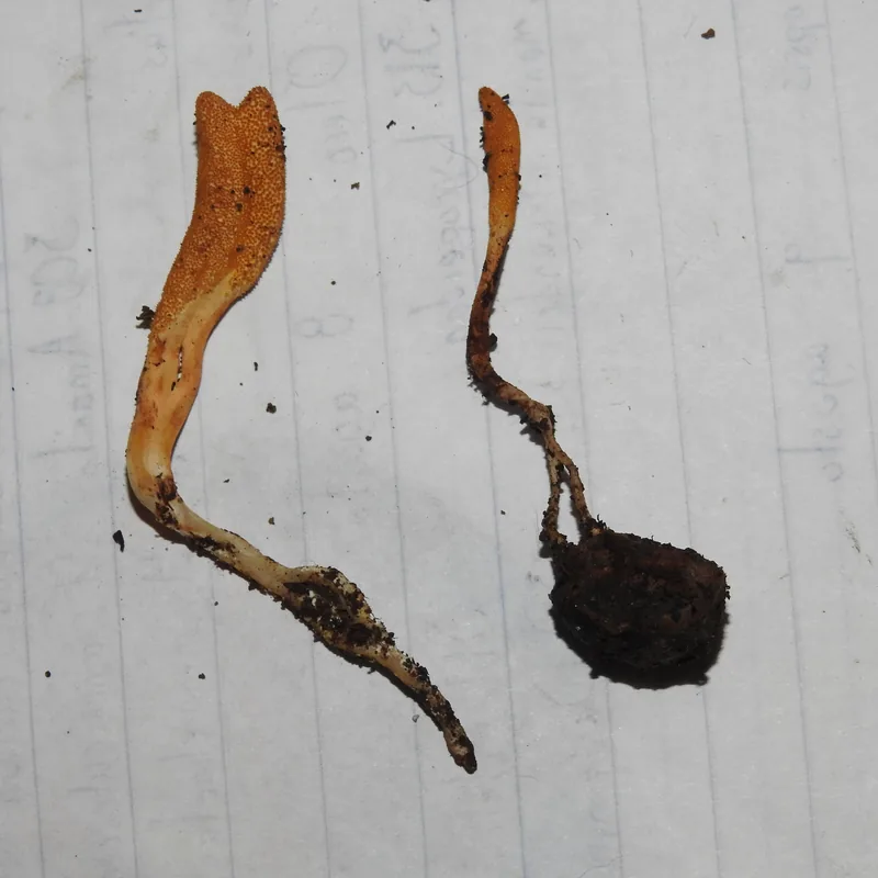 cordyceps (Cordyceps militaris), rasgos para identificarlo