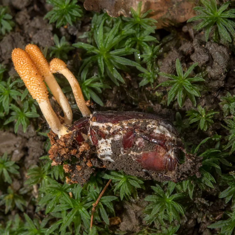 cordyceps (Cordyceps militaris), rasgos para identificarlo