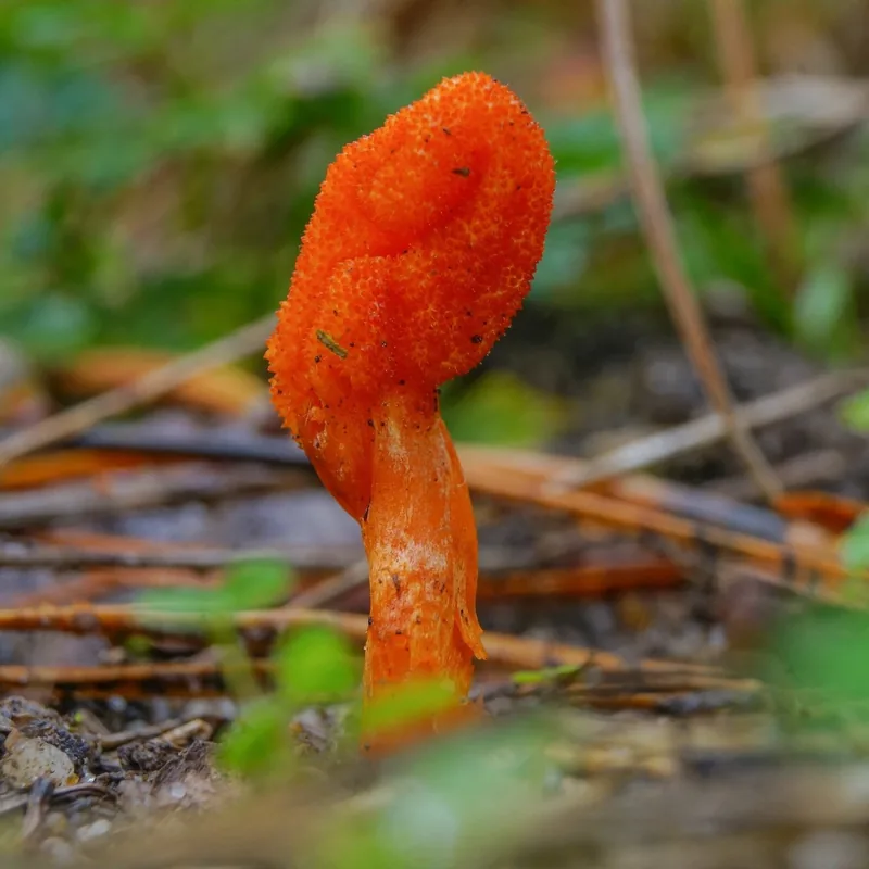 cordyceps (Cordyceps militaris), rasgos para identificarlo