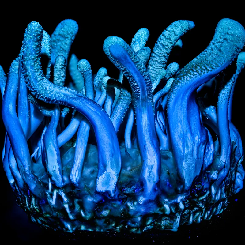 cordyceps (Cordyceps militaris), rasgos para identificarlo