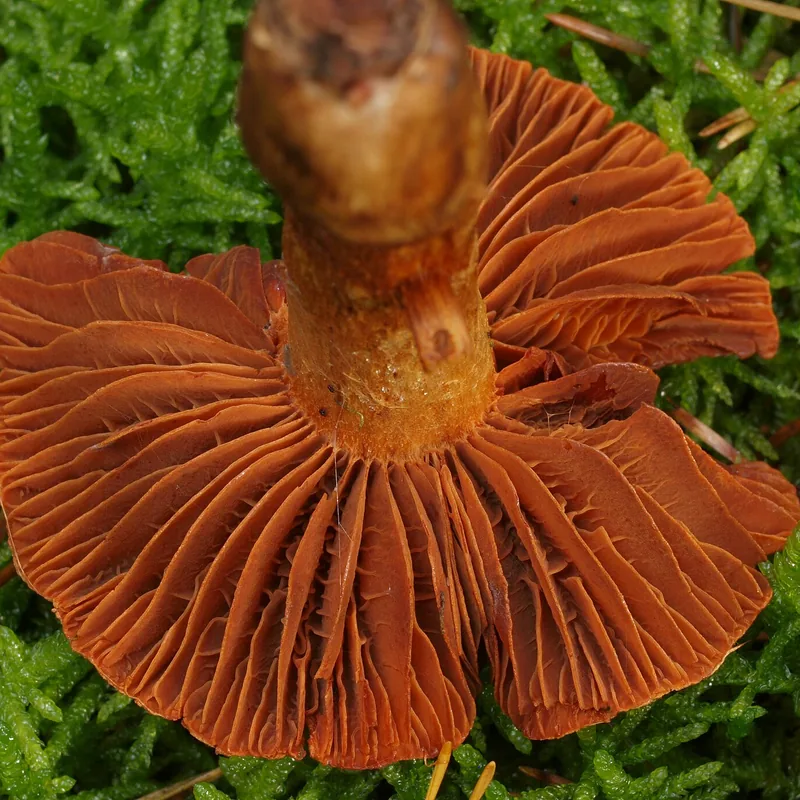 Cortinario de montaña (Cortinarius orellanus), rasgos para identificarlo