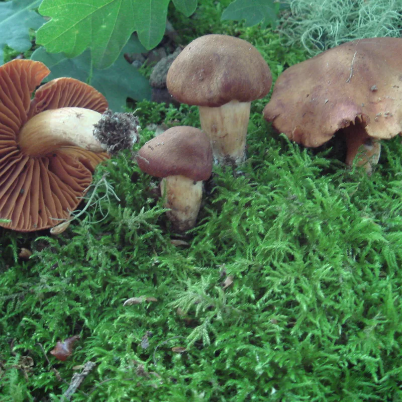 Cortinario de montaña (Cortinarius orellanus), foto