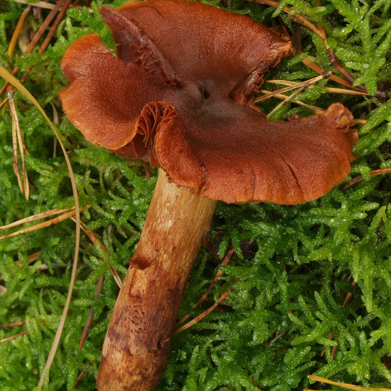 Cortinario de montaña (Cortinarius orellanus), rasgos para identificarlo